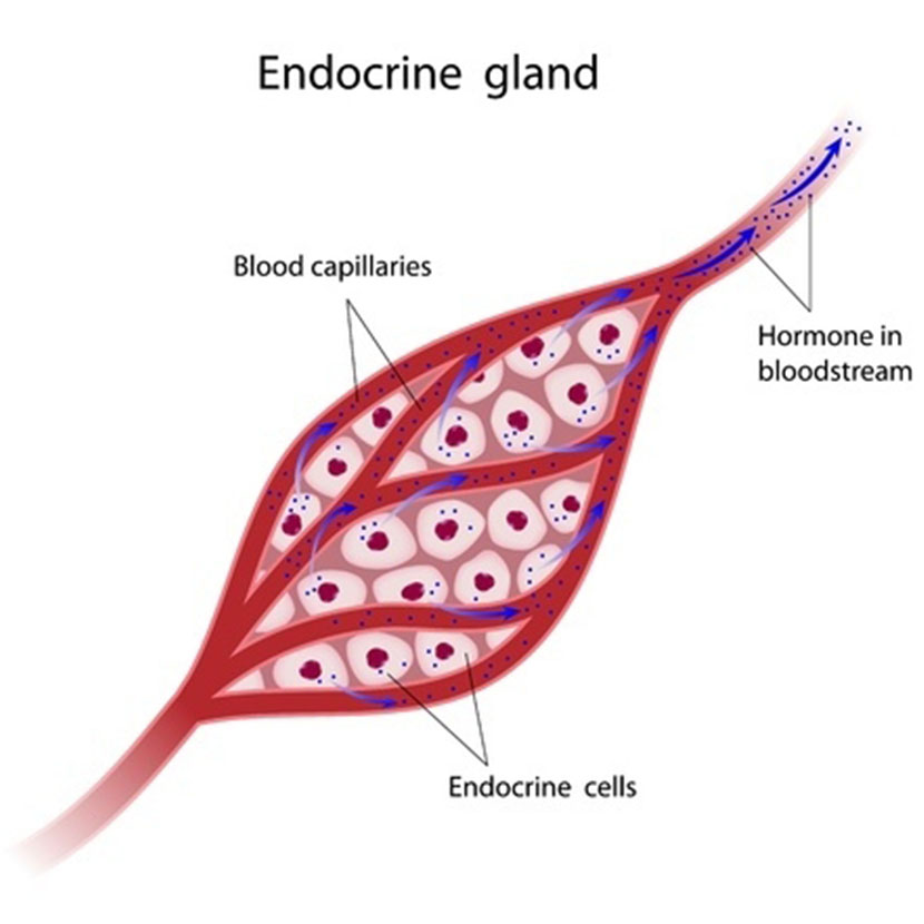 হাইপোথাইরয়ডিজম, হাইপারথাইরয়েডিজম ও গলগন্ডের কারণ ও চিকিৎসা কী?