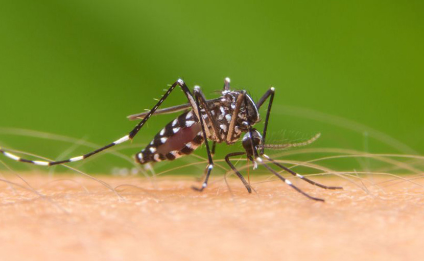 ডেঙ্গু জ্বর | কারণ, লক্ষণ ও প্রতিরোধের উপায় সম্পর্কে জানেন কি?