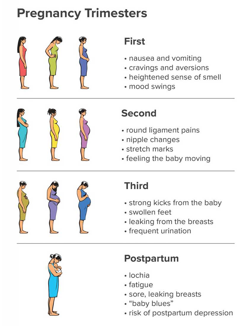 গর্ভাবস্থায় মায়ের ট্রাইমেস্টার অনুযায়ী খাদ্য তালিকা কেমন হবে?